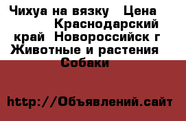 Чихуа на вязку › Цена ­ 1 500 - Краснодарский край, Новороссийск г. Животные и растения » Собаки   